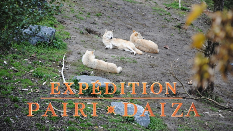 Expédition Pairi Daiza: Amour 1