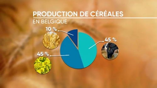 Pourquoi le pain belge est-il fabriqué à base de farine étrangère ? « Il faut recréer des filières autour des céréales »