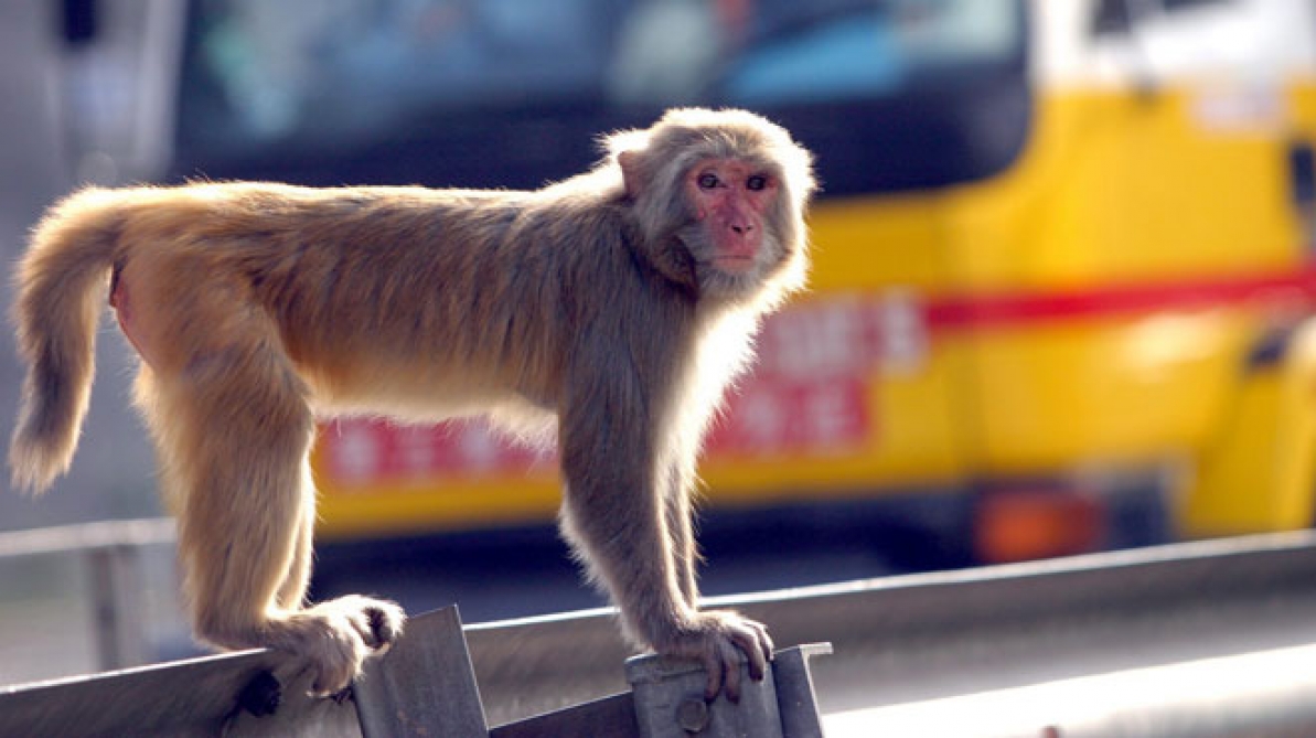 INDE. Kidnappé par un singe, un bébé retrouvé mort