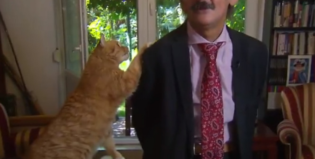 Ce chat vole la vedette à son maître en pleine interview en direct (vidéo) RTL Info Ce chat vole la vedette à son maître en pleine interview en direct (vidéo) RTL Info