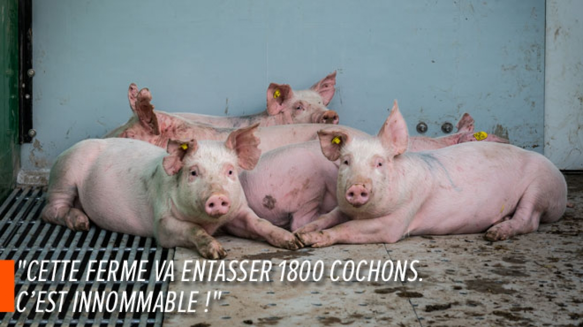 Des Citoyens De Ronquières Contre Un Projet D élevage D Engraissement De 1800 Porcs Non à L