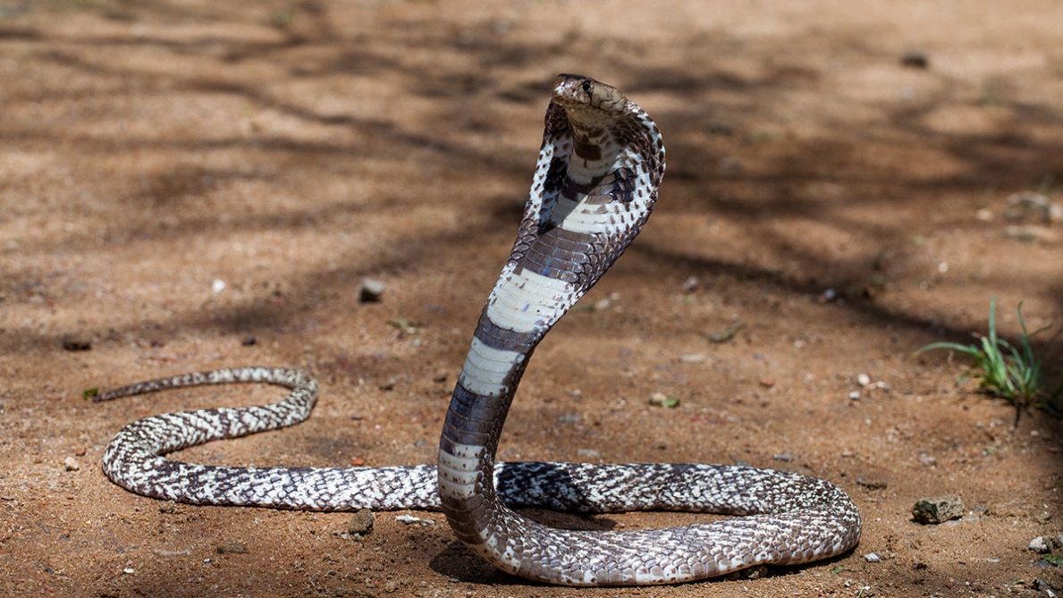 Tout S est Pass En Un clair Attaqu Par Un Cobra En Inde Un tout-s-est-pass-en-un-clair-attaqu-par-un-cobra-en-inde-un