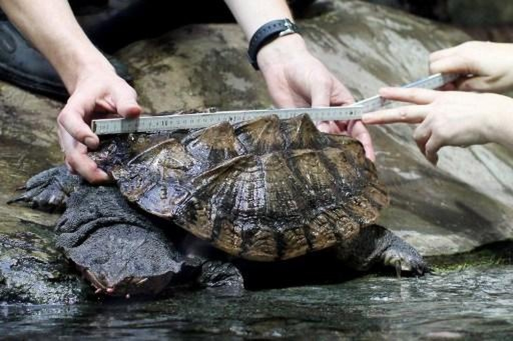 América del Sur: mayor protección para las ranas y tortugas de agua dulce