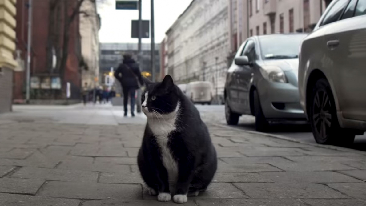 Zwierzę jak żadne inne: Ten gruby kot stał się w Polsce fenomenem