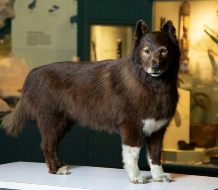 Cento anni dopo, ha spiegato l’azione del famoso cane americano Balto attraverso il suo DNA