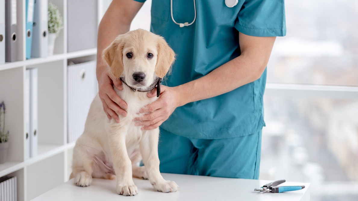 Les vétérinaires reçoivent de plus en plus de demandes pour euthanasier des animaux de compagnie en bonne santé
