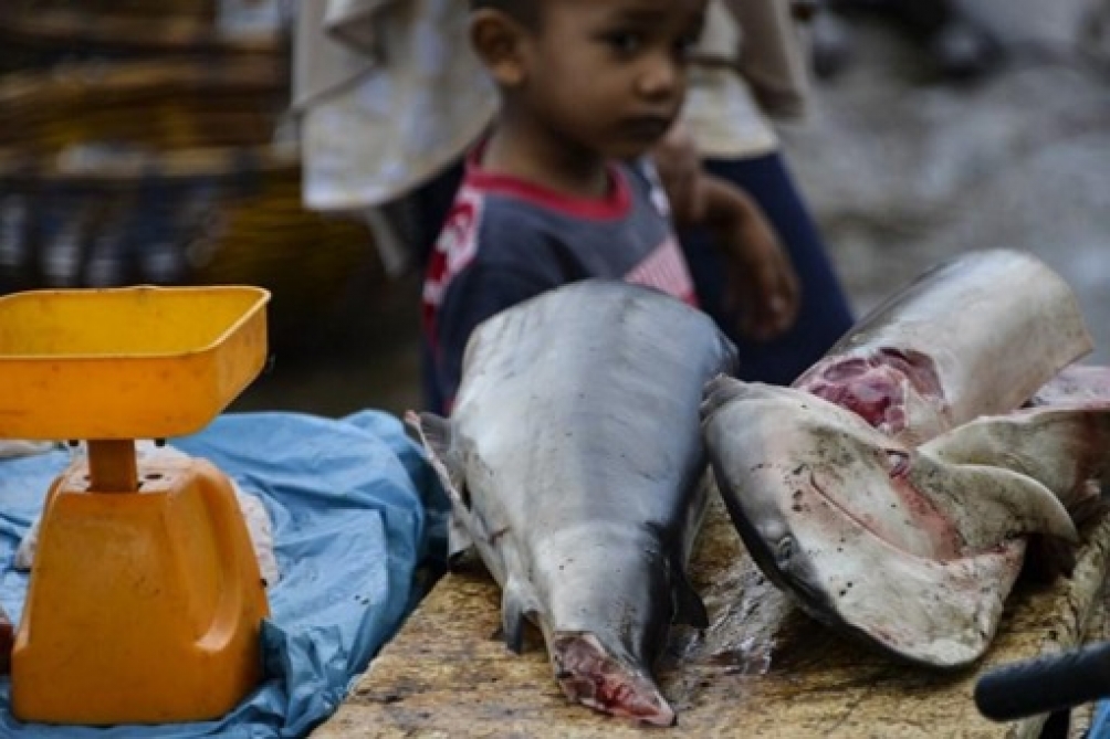 Brasil: incautación récord de más de 28 toneladas de aletas de tiburón