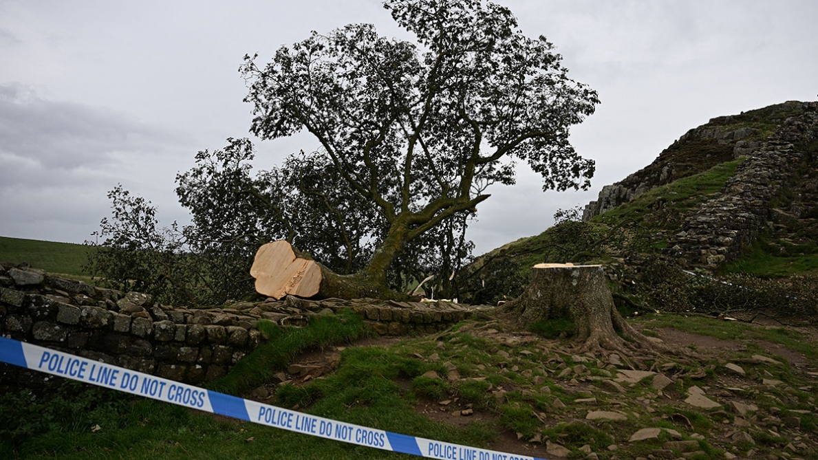 Gran Bretagna: il famoso albero di acero del film “Robin Hood” è stato abbattuto da un adolescente