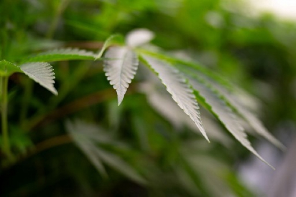saisie-en-france-de-pr-s-d-une-tonne-de-cannabis-en-provenance-d