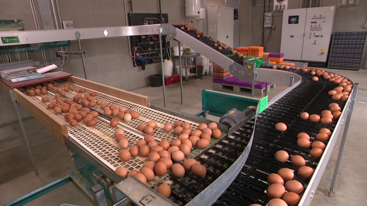 Jean-Luc guadagna solo… 0,015 euro per uovo venduto: anche per questo gli allevatori sono in lotta in questo momento
