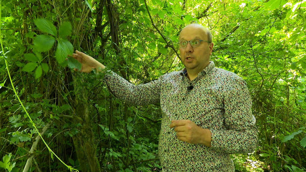 Queste piante esotiche si moltiplicano nel nostro Paese e sono un problema: ecco cosa fare (e cosa non fare) per evitare l’invasione