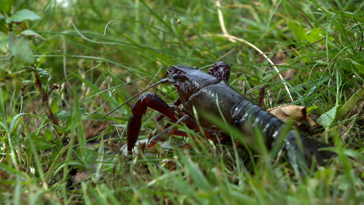 Il nostro ecosistema è minacciato dagli animali esotici liberati in natura: SPW avverte dei pericoli