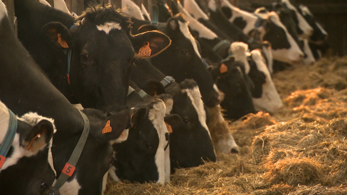 La Belgique produit moins de lait: voici les trois raisons principales de cette baisse inédite