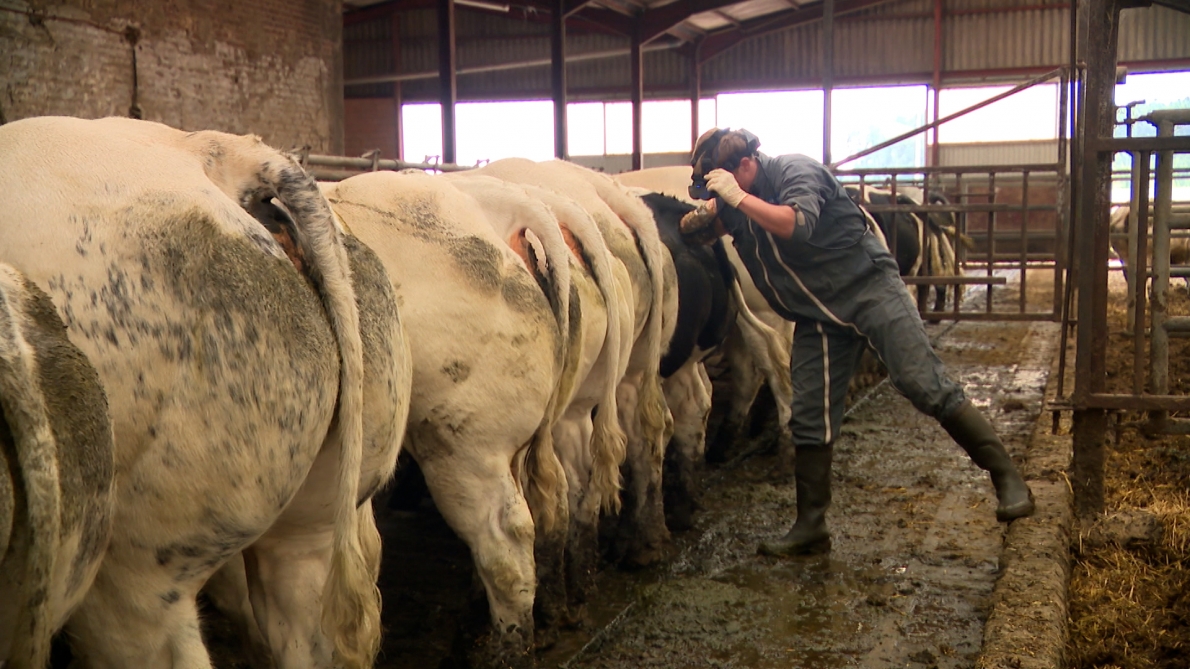 Un vétérinaire pour 2.800 animaux en Wallonie, une pénurie inquiétante : « Sans eux, plus d’agriculture »