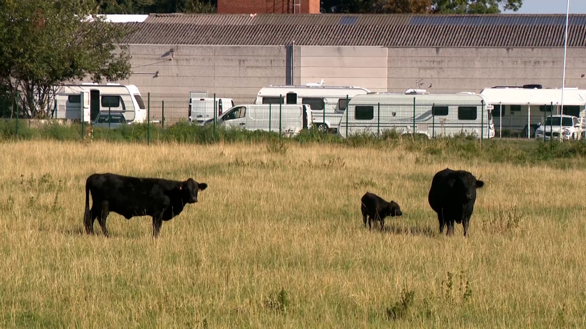 « Je laisse mes bêtes crever ? » : un agriculteur de Boussu n’a plus accès à sa prairie à cause de l’installation d’un camp de gens du voyage