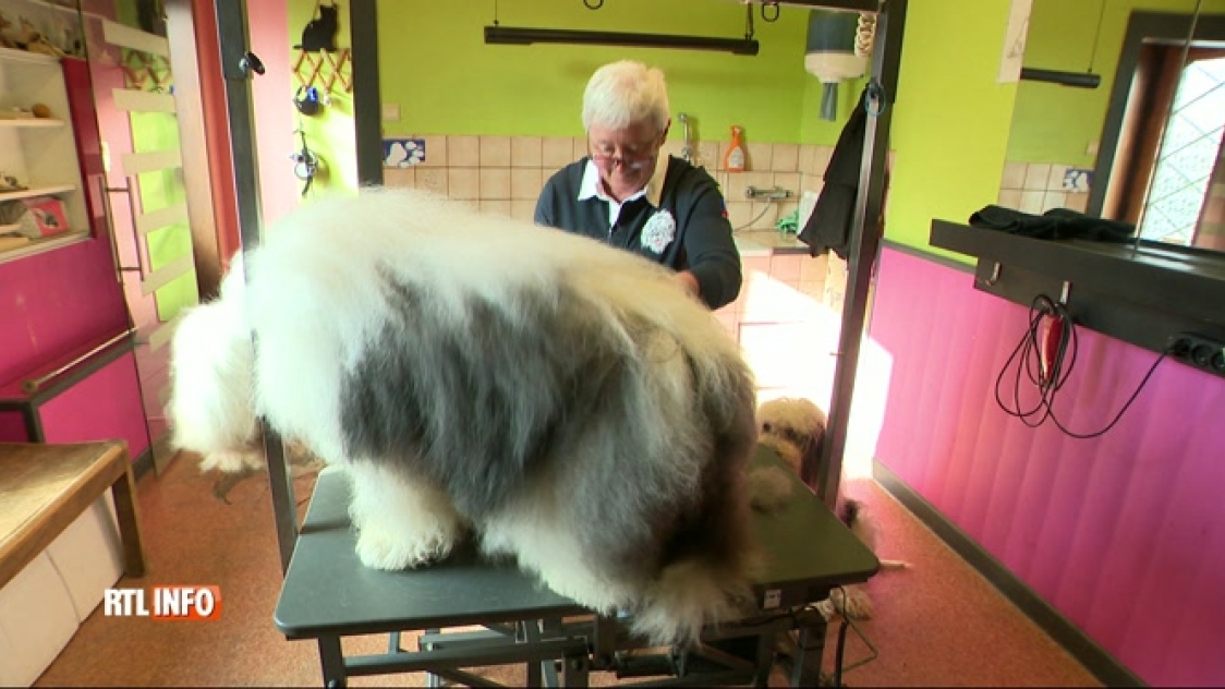 Une habitante de Berloz tricote un pull en poils de chien