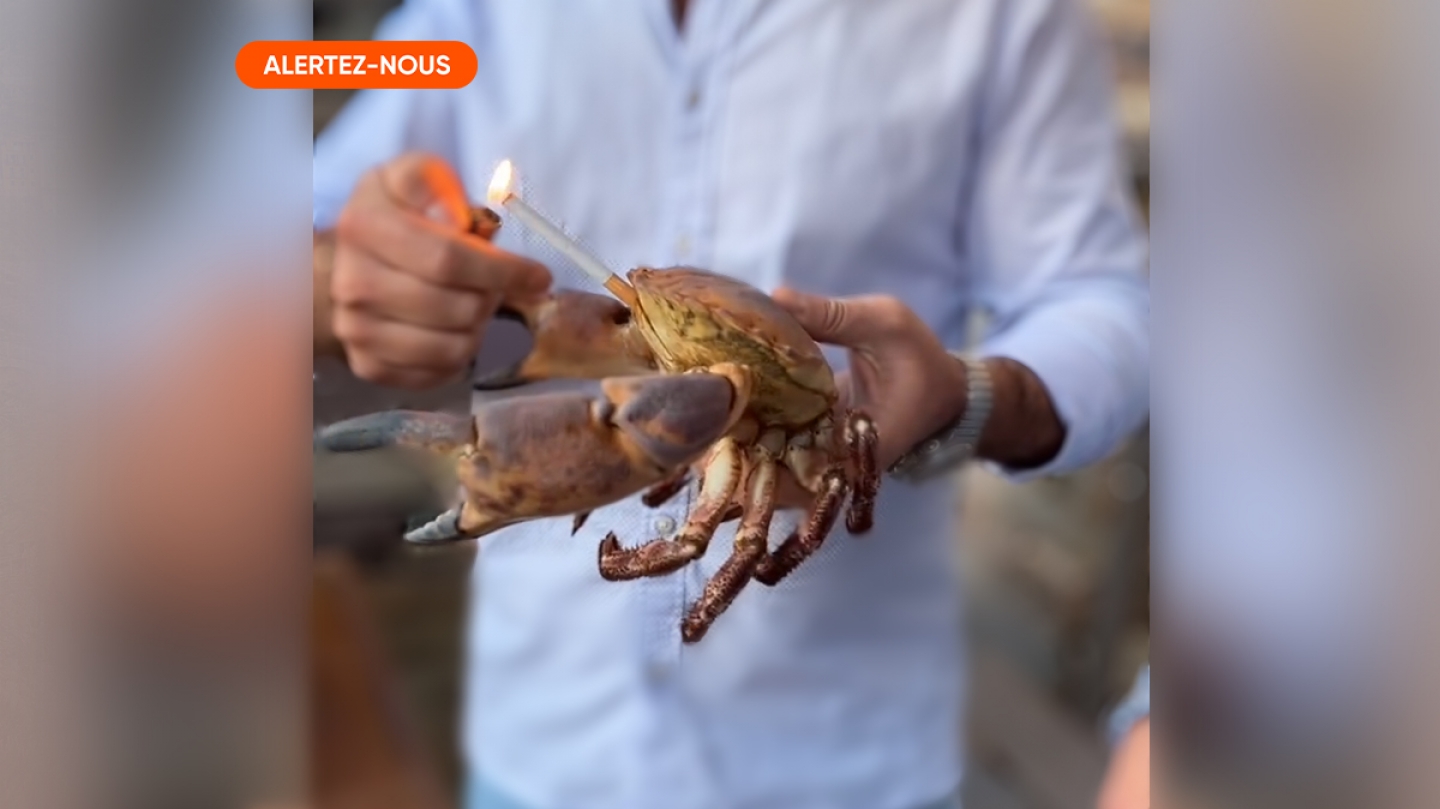 crabe