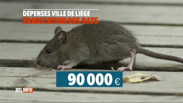 La Ville de Liège subirait une invasion de rats depuis plusieurs mois