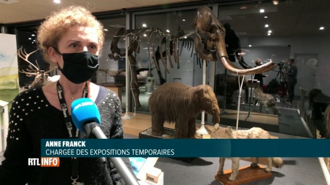 Une expo sur les mammouths à Andenne: L