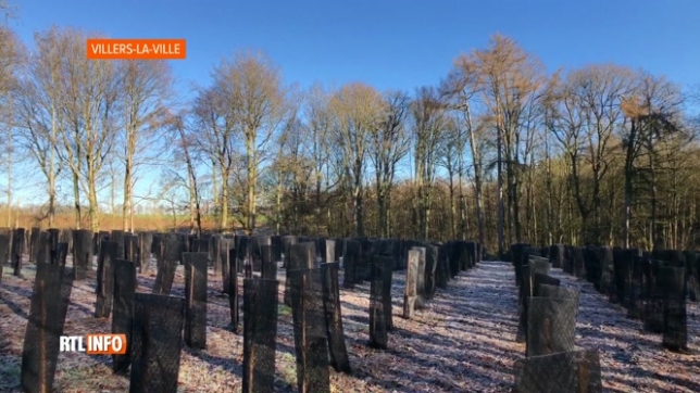 Villers-la-Ville replante plus de 1400 arbres