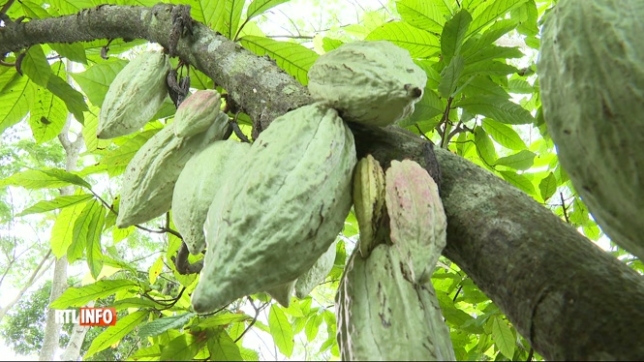 Un Belge cultive du cacao au milieu de ruines millénaires au Mexique