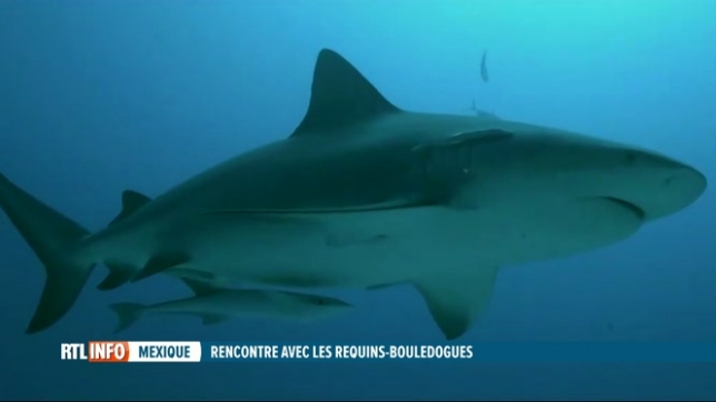 Des Belges expatriés au Mexique pratiquent la plongée parmi les requins