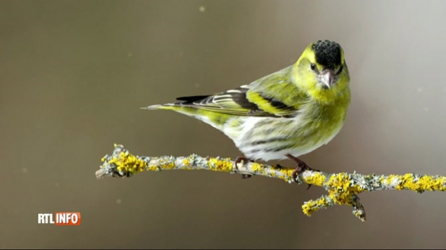 Un grand recensement des oiseaux de jardin est organisé ce week-end