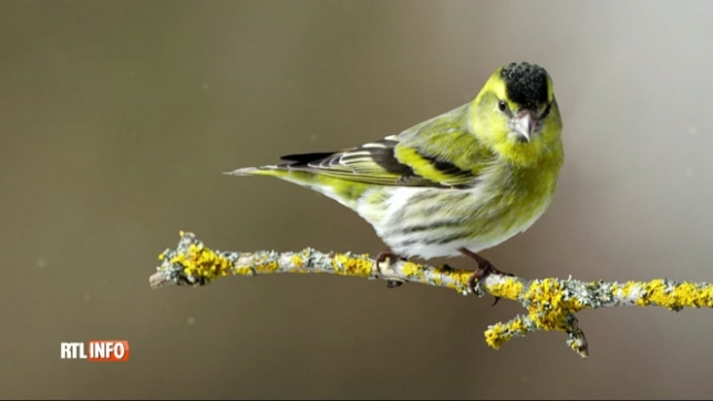 Un recensement des oiseaux de jardins est organisé ce week-end