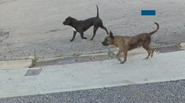 La chienne de Mirella a été tuée par deux American Staff laissés en liberté: Elle avait le regard tétanisé