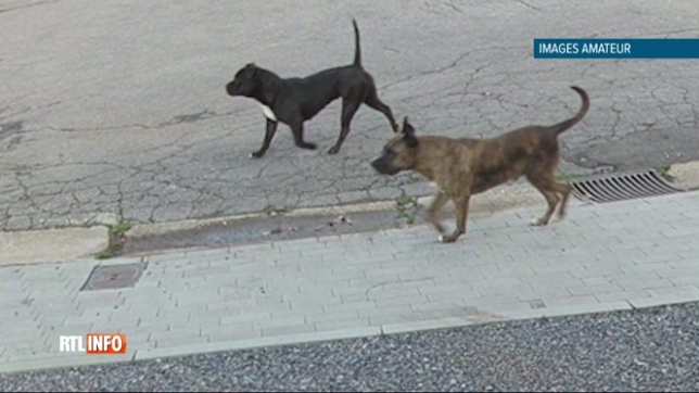 La chienne de Mirella a été tuée par deux American Staff laissés en liberté