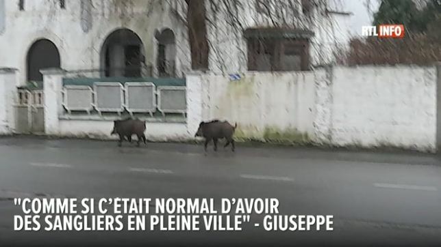 Des sangliers ravagent le jardin de Giuseppe à Monceau-sur-Sambre