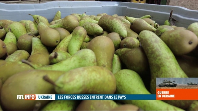 Ukraine: les fruiticulteurs belges déjà impactés par le conflit