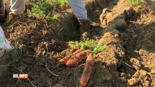 500 tonnes de carottes à récolter gratuitement à Fernelmont