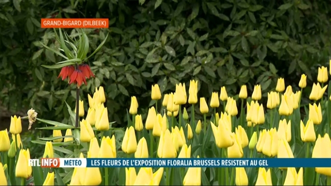 Visite des Floralies au château de Grand-Bigard