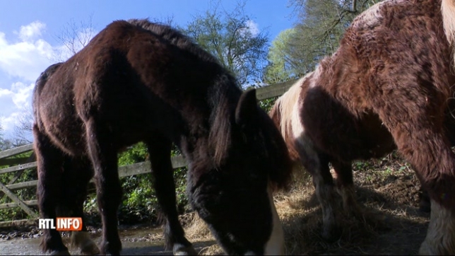 Deux chevaux ont été mutilés à Grand-Leez