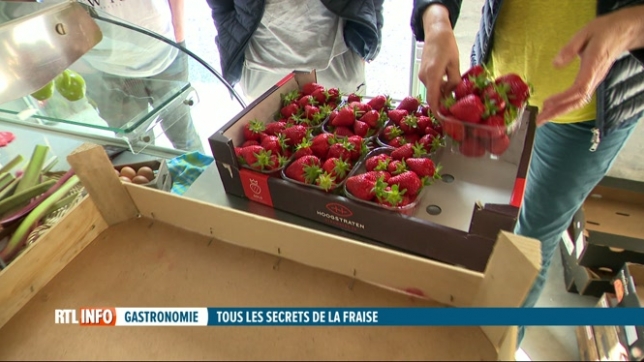 La saison des fraises a débuté en Belgique