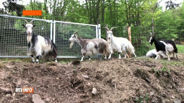 Des chèvres pour entretenir les clairières à Houffalize