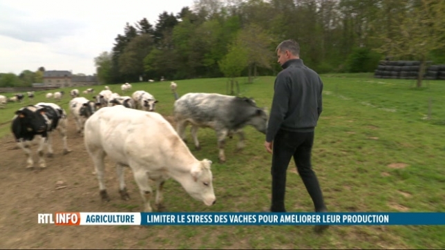Les analyses du lait de la vache permettent de déterminer son niveau de stress