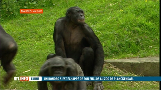Un bonobo s
