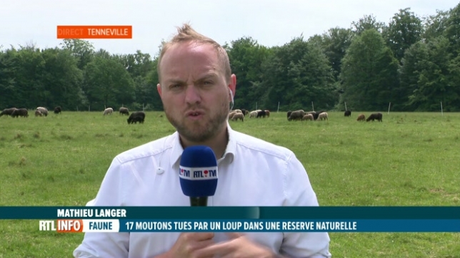 Attaques de loup en Wallonie: les bergers sont inquiets