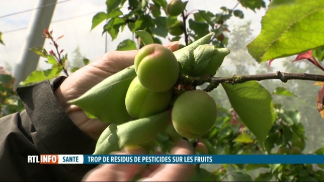 Un fruit sur trois consommés en Belgique est contaminé par des pesticides nocifs