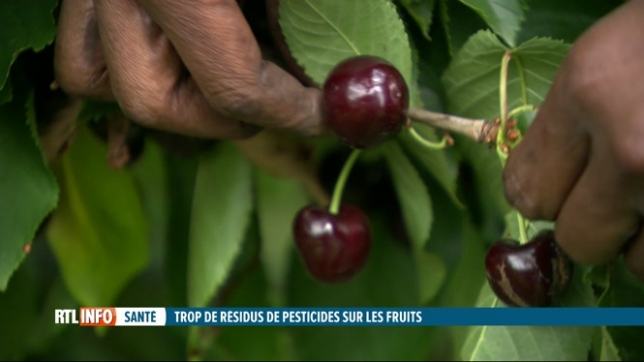 1/3 des fruits consommés en Belgique contient des pesticides nocifs
