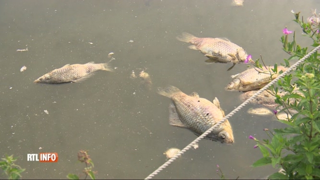 De nombreux poissons meurent asphyxiés par la chaleur