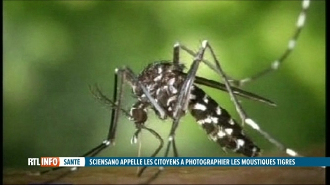 Santé: Sciensano met en garde contre la progression du moustique-tigre