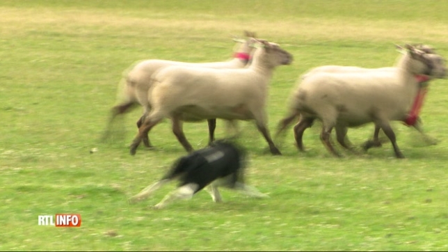 Un concours de chiens de berger organisé à Floreffe