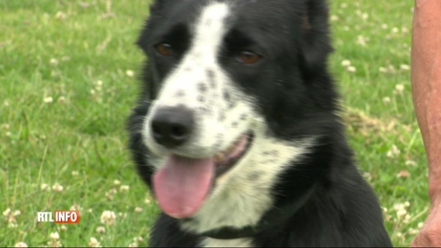 Un concours de chiens de berger organisé à Floreffe