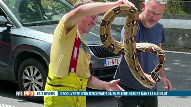 Un boa de 2 mètres découvert par des randonneurs à Frasnes-lez-Anvaing