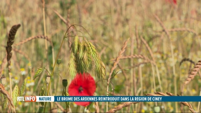 Ciney: le brome des Ardennes a été réintroduit dans la nature