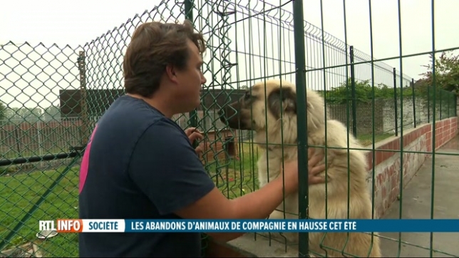 Les refuges animaliers sont actuellement bondés, exemple à La Louvière