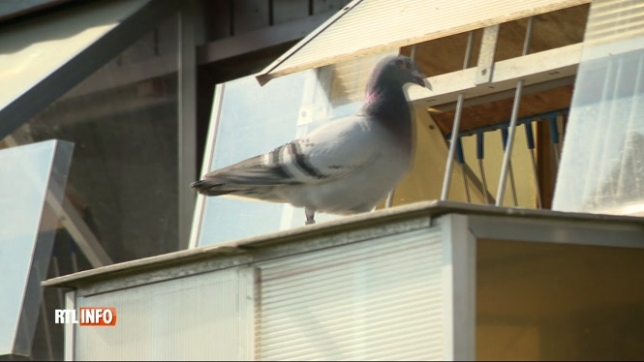 20.000 pigeons ont disparu dans la nature